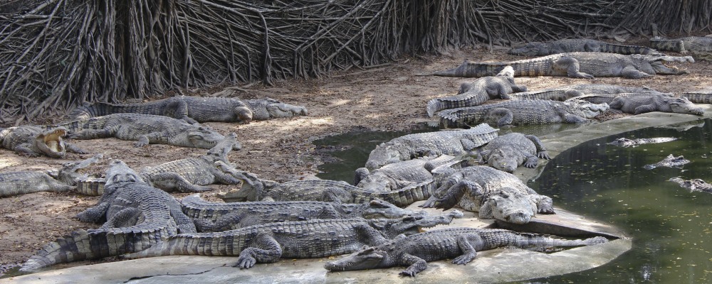 Екскурзии и почивки до  Фермата за крокодили
